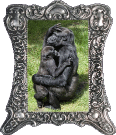 Gorilla Mother's Day! Gorilla Mother's Day!