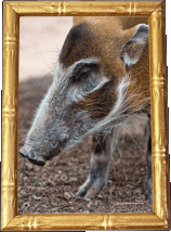 It's all about the snout!