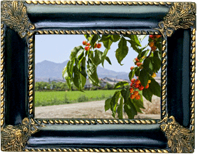 Diablo cherries! Diablo cherries!