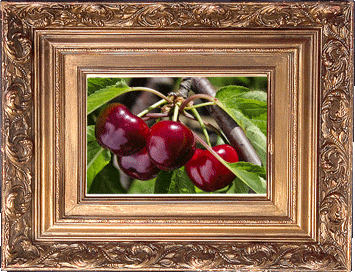 Brentwood cherries! Brentwood cherries!