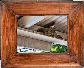 Nesting in the rafters! Nesting in the rafters!