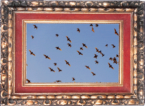 Round Rock bats! Round Rock bats!