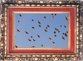 Round Rock bats!