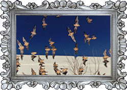 Flashed bats! Flashed bats!
