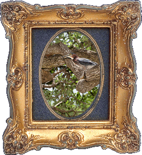 A bird in a tree! A bird in a tree!