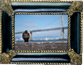 A Bay Bridge pigeon!
