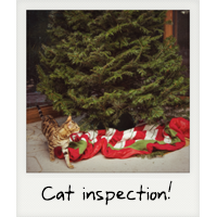 A cat inspection!