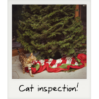 A cat inspection! A cat inspection!
