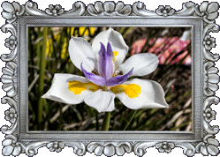 Spring flowers! Spring flowers!