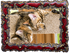 Sleepy time! Sleepy time!