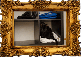 A camera cat! A camera cat!