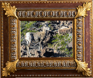 A bighorn sheep!