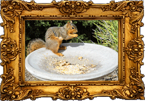 Squirrel in the feeder!