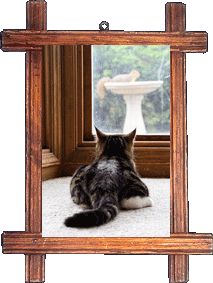 Squirrel dreams! Squirrel dreams!