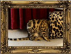 Perfect camouflage! Perfect camouflage!