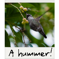 A hummer!
