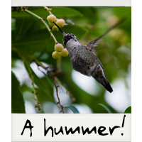 A hummer! A hummer!