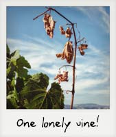 One lonely vine!