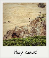 Holy cows! Holy cows!