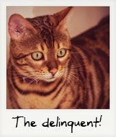 The Delinquent!