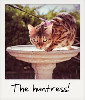 The huntress!