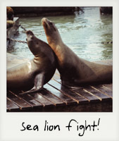 Sea lion fight! Sea lion fight!