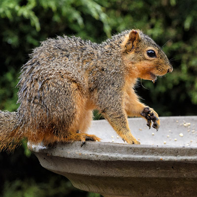 A soaked squirrel!