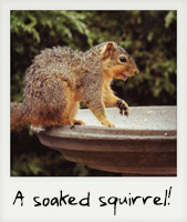 A soaked squirrel!