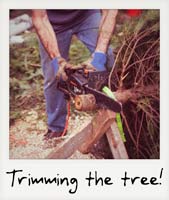 Trimming the tree!