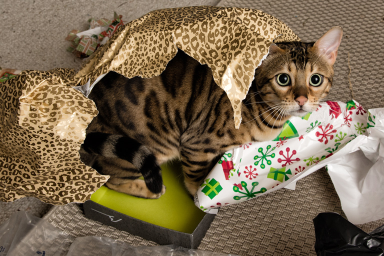 Today's Action Photo