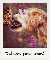 Delicious pine cones!
