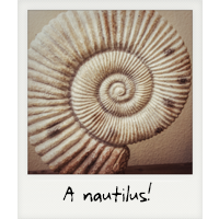 A nautilus! A nautilus!
