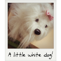 A little white dog!