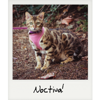 Noctiva! Noctiva!