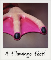 A flamingo foot!