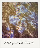 A 70-year-old oil slick!