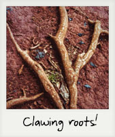 Clawing roots!