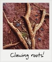 Clawing roots! Clawing roots!