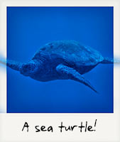 A sea turtle! A sea turtle!