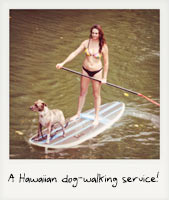 A Hawaiian dog walking service! A Hawaiian dog walking service!