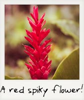A red, spiky flower!
