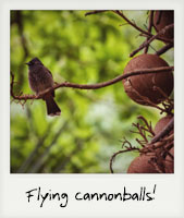 Flying cannonballs!