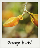 Orange buds!