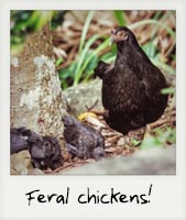 Feral chickens! Feral chickens!