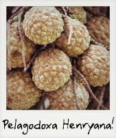 Pelagodoxa Henryana!