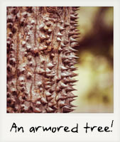 A well-armored tree! A well-armored tree!