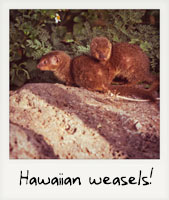 Hawaiian Weasels!