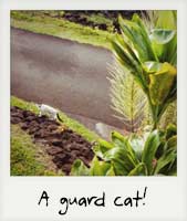 A guard cat!