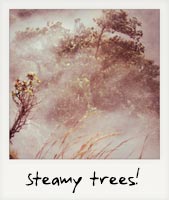 Steamy trees!