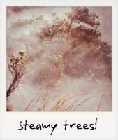 Steamy trees! Steamy trees!